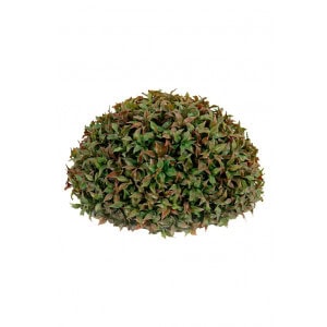 Tradescantia