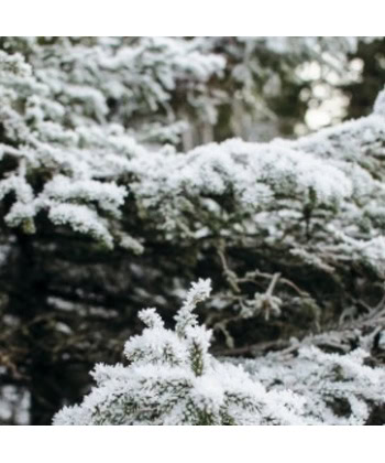 Alternative view of Duftlys -  SKOG 400g