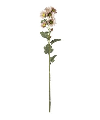 Krysantemum