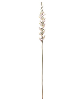 krysantemum