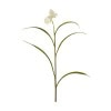 Frittilaria
