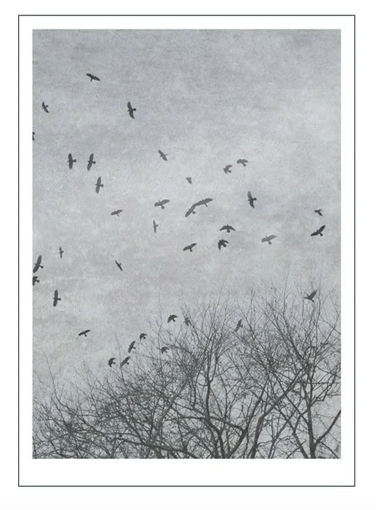 Poster -Natur -Crows