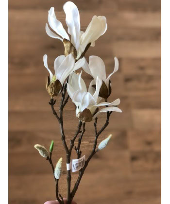 Alternative view of Magnolia - 50 cm