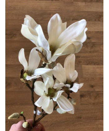 Magnolia - 50 cm - Bilde 3