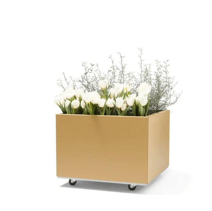 BEDD 60x60H40 -Gold -Limited edition