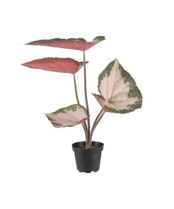 Rex-begonia i potte
