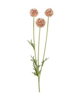 Scabiosa rosa - blomster