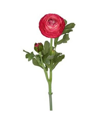 Ranunkel cerise