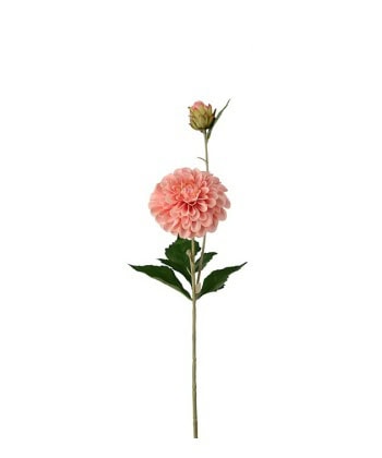 Dahlia -Aprikos