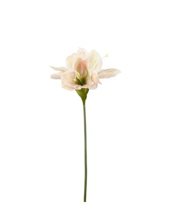 Amaryllis -Rosa