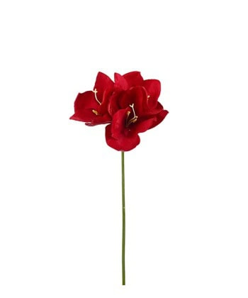 Amaryllis -Rød