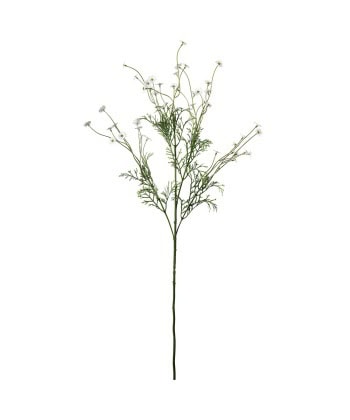 Daisy -Små hvite Tusenfryd