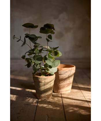 Alternative view of Eucalyptus i potte