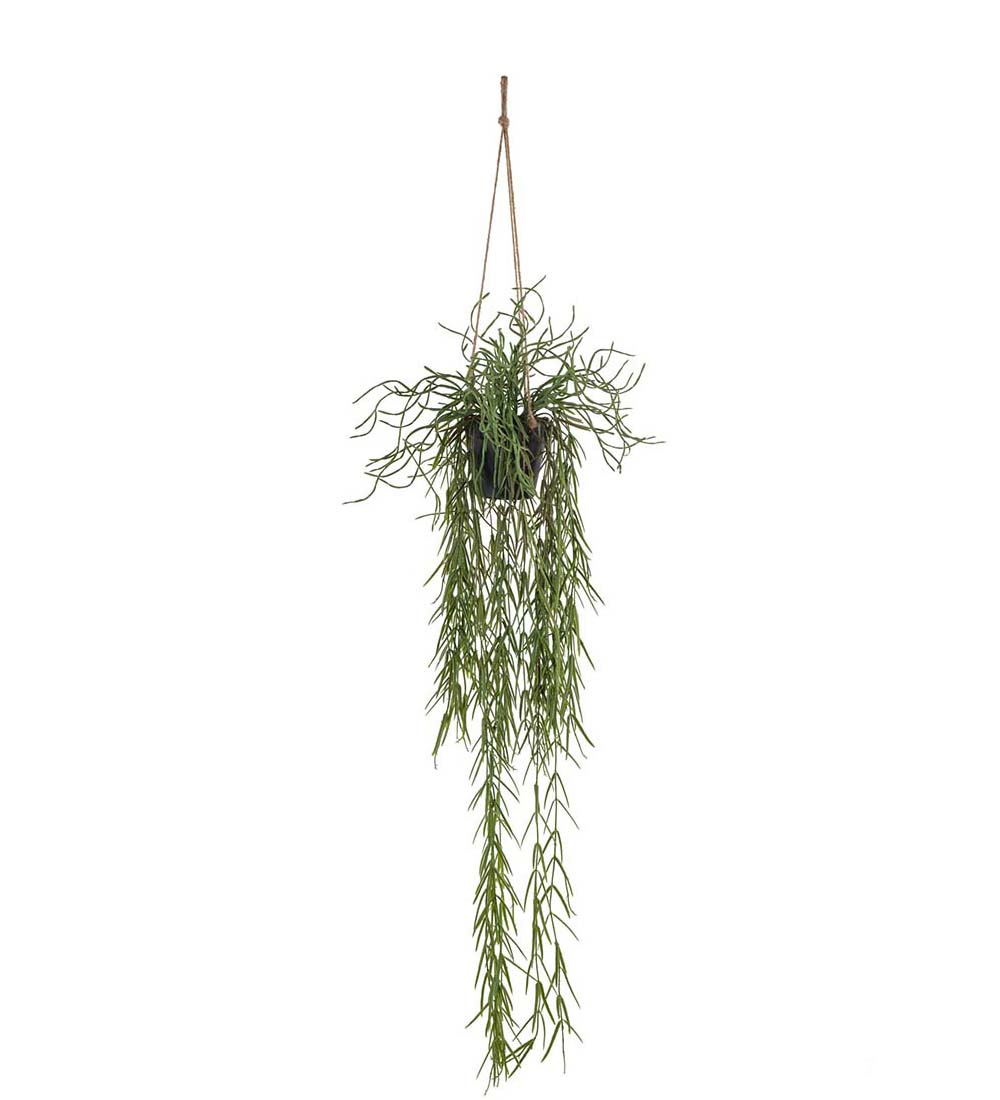 Rhipsalis -Hengende plante