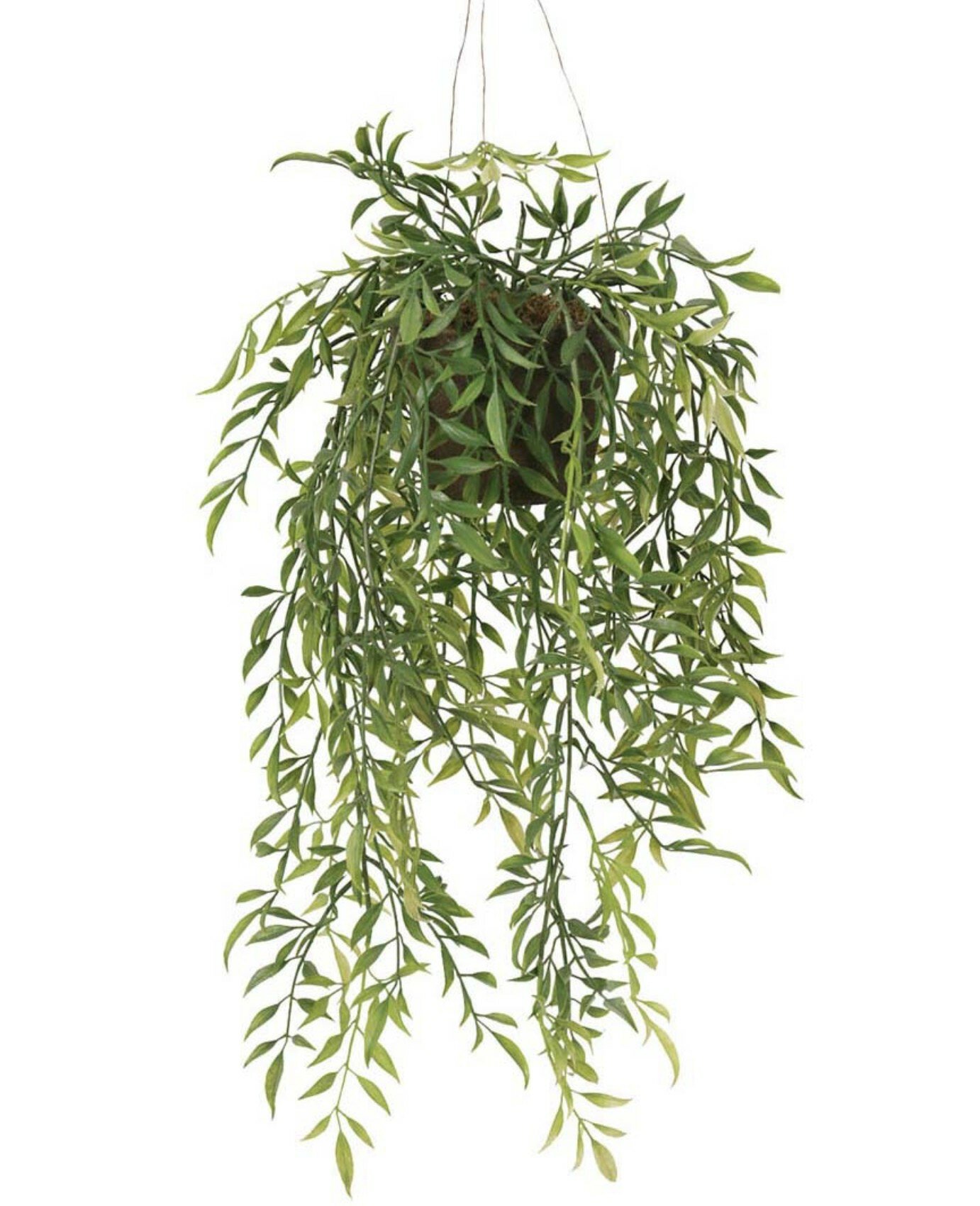 Hoya -Hengende plante 47cm