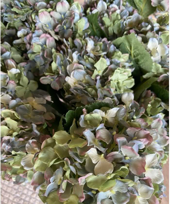 Alternative view of Hortensia 40cm -Blå/grønn