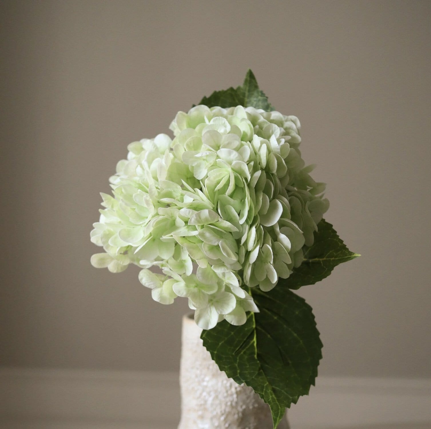 Hortensia, Lys grønn - Bilde 3