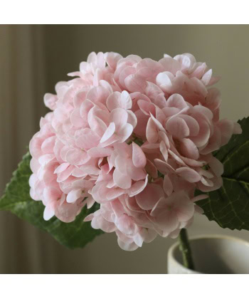 Alternative view of Hortensia, Lys rosa