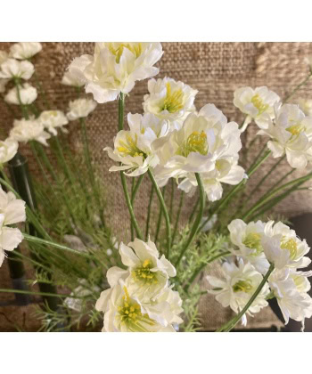 Cosmos -Hvit - Bilde 2