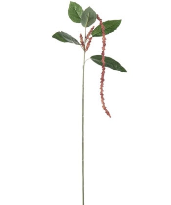 Amaranthus - lakserød