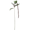 amaranthus plomme