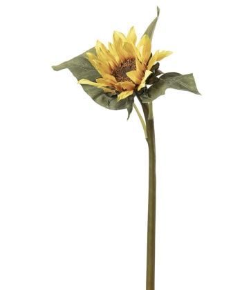 solsikke