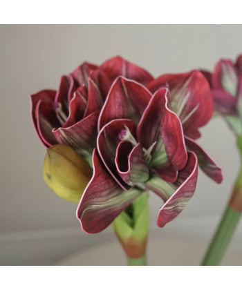 Alternative view of Amaryllis, burgunder