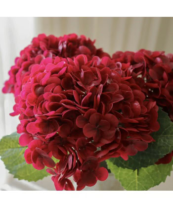 Alternative view of Hortensia, dyp rød
